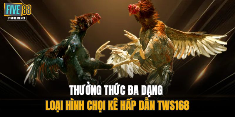 Thưởng thức đa dạng loại hình chọi kê hấp dẫn WS168